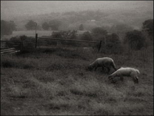 Картинка животные овцы бараны