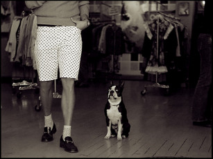 Картинка животные собаки