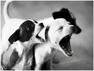 Картинка животные собаки