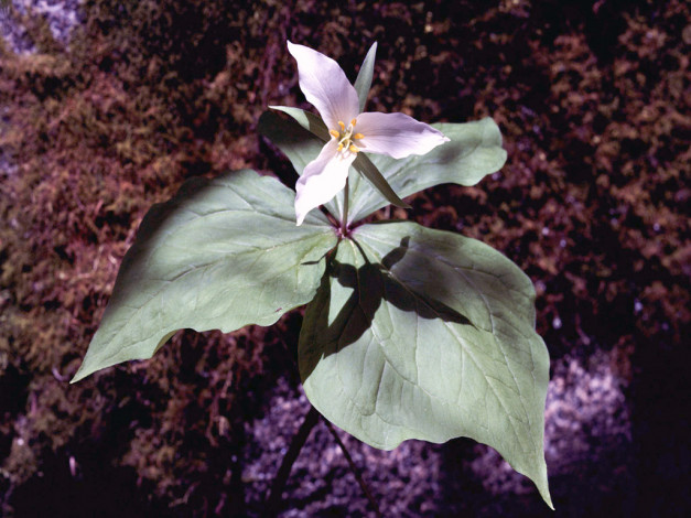 Обои картинки фото цветы, триллиумы