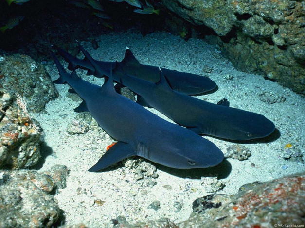 Обои картинки фото животные, акулы