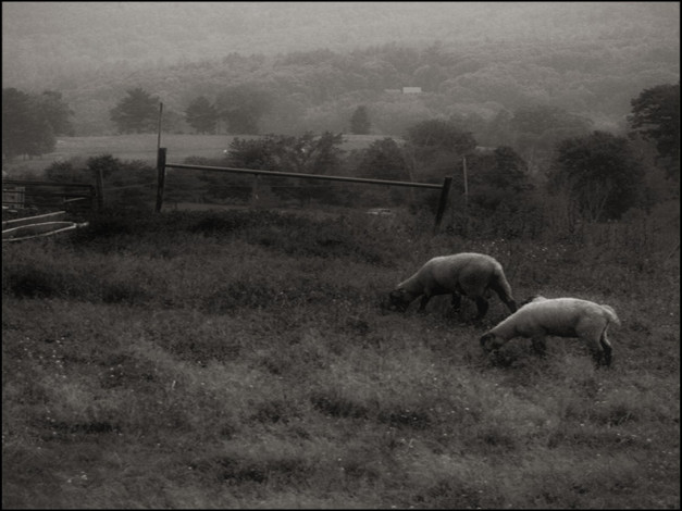 Обои картинки фото животные, овцы, бараны