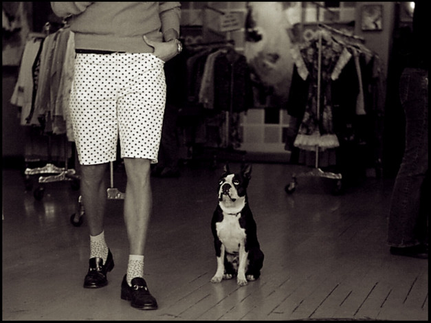 Обои картинки фото животные, собаки