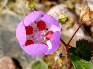 Картинка цветы