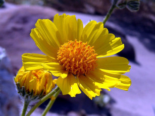 Картинка цветы гайлардии гелениумы