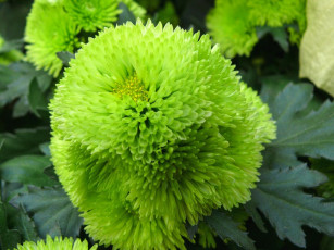 Картинка цветы хризантемы