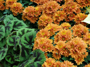 обоя цветы, хризантемы