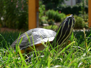 Картинка животные Черепахи