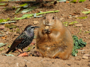 обоя животные, разные, вместе