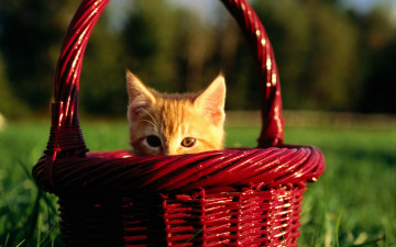 Картинка животные коты