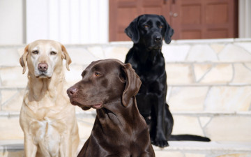 Картинка животные собаки