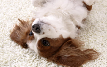 Картинка животные собаки