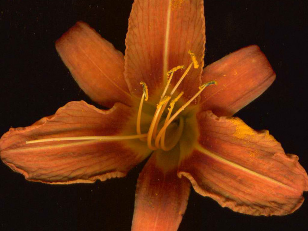 Обои картинки фото цветы, лилии, лилейники