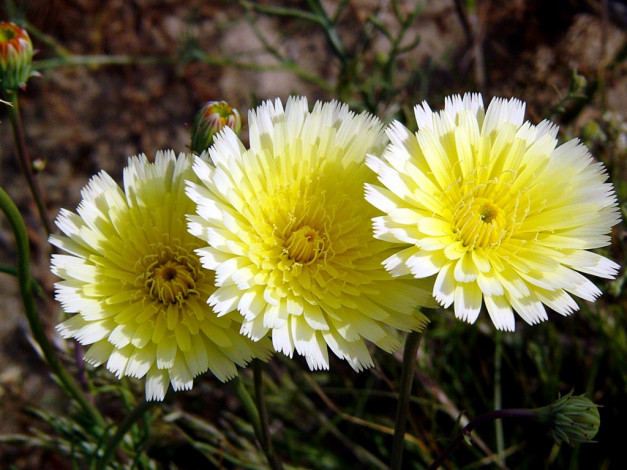 Обои картинки фото цветы, луговые, полевые