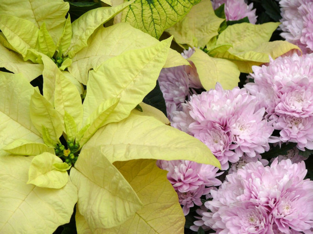 Обои картинки фото цветы, разные, вместе