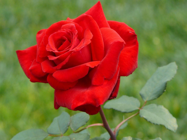 Обои картинки фото цветы, розы