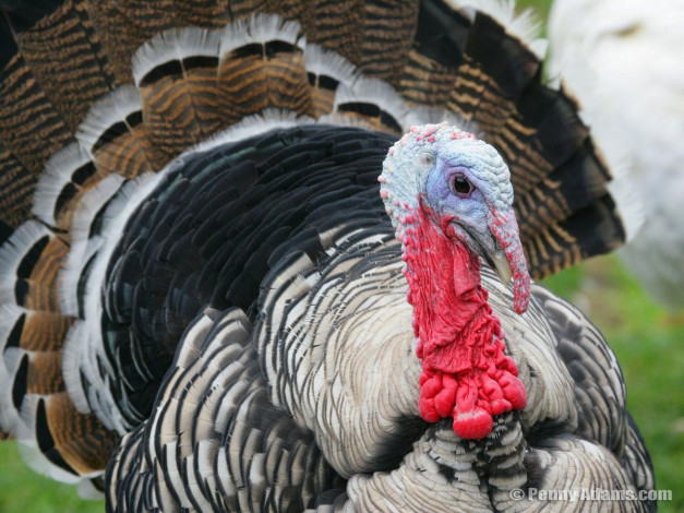 Обои картинки фото животные, индюки