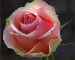 Картинка цветы розы