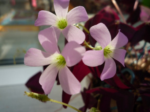 Картинка цветы