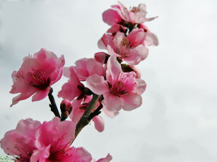 Картинка цветы цветущие деревья кустарники