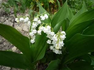 Картинка цветы ландыши