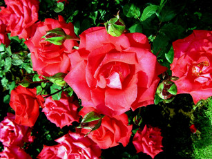 Картинка цветы розы