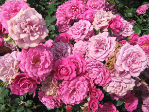 Картинка цветы розы