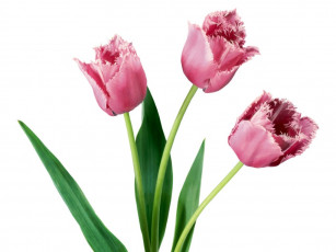 Картинка цветы тюльпаны