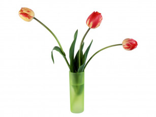 Картинка цветы тюльпаны