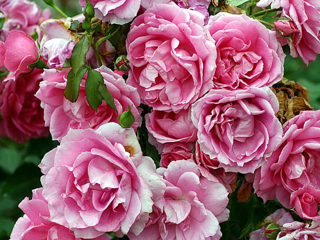 Обои картинки фото цветы, розы