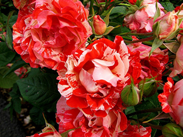 Обои картинки фото цветы, розы