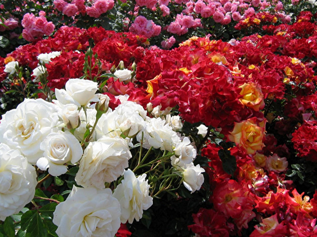 Обои картинки фото цветы, розы