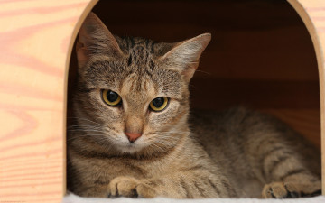 Картинка животные коты