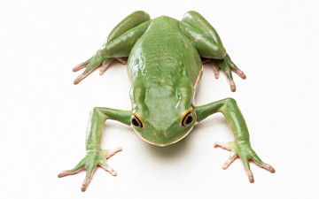 Картинка животные лягушки