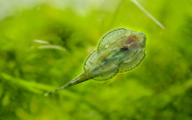 Обои картинки фото животные, рыбы