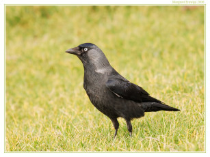 Картинка животные птицы