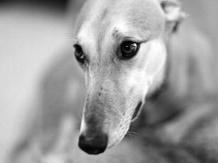 Картинка животные собаки