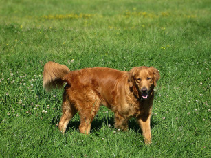 Картинка животные собаки