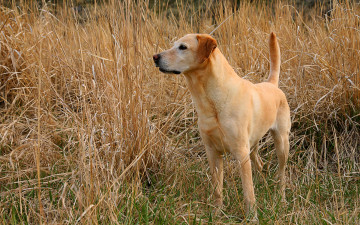 Картинка животные собаки