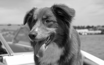 Картинка животные собаки