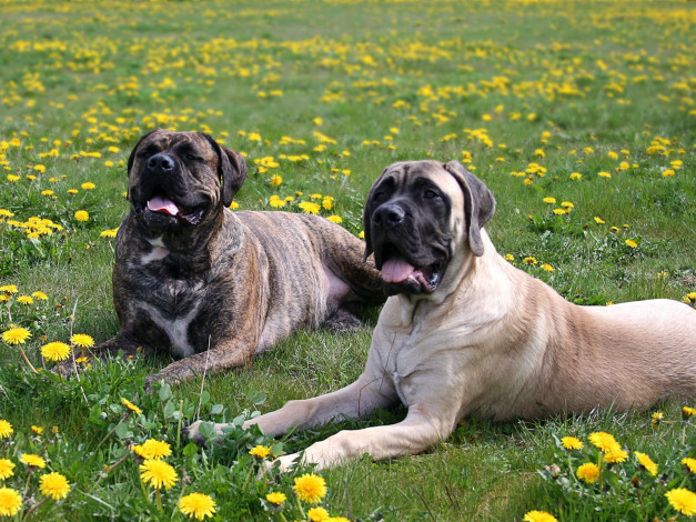 Обои картинки фото животные, собаки