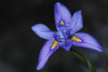 обоя цветы, ирисы, сиреневый