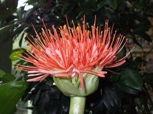 Картинка цветы бутон