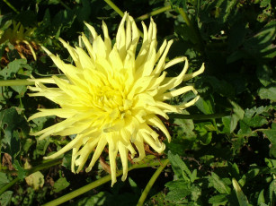 Картинка цветы георгины георгина