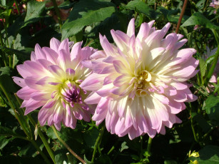 Картинка цветы георгины георгина