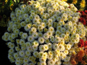 Картинка цветы хризантемы