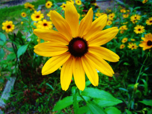 Картинка цветы рудбекия лепестки