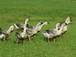 Картинка животные гуси