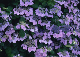 Картинка цветы гортензия сиреневый