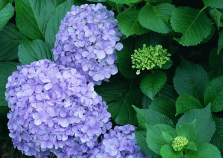 Картинка цветы гортензия сиреневый
